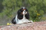 CAVALIER KING CHARLES 147